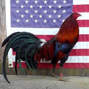 Buy TROY Kelso’s Gamefowl