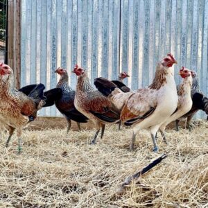 GRAY HENS Gamefowl
