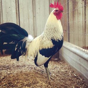 BUY TROY GRAY game fowl