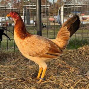 Sweater Hen Gamefowl