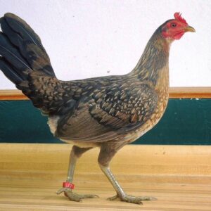 Blue Face Hatch  Hen